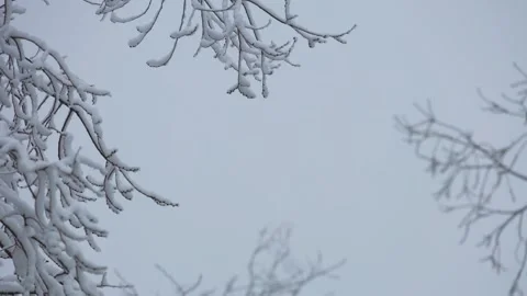 Snow covered tree branches against a white winter sky Stock Footage 328220185