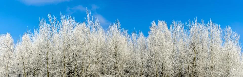 Snow-covered tree branches against the blue sky. Trees are covered with snow  Stock Photos