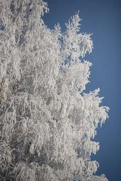Snow Covered Tree Branches Against Clear Blue Winter Sky Stock Photos
