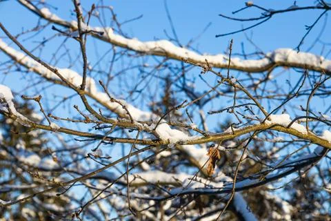 Snow covered tree branches against clear blue winter sky 库存照片