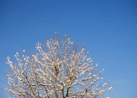 Snow Covered Tree Branches Against Clear Blue Sky 写真素材