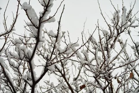 Snow covered tree branches against a cloudy sky during winter season Stock Photos
