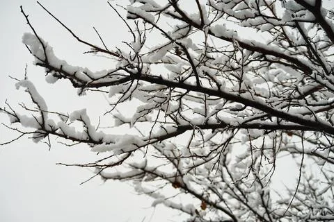Snow covered tree branches against a bright winter sky background Stock Photos