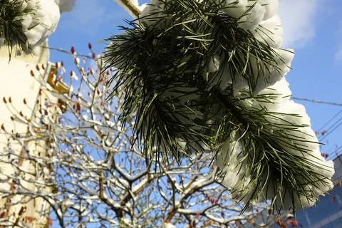 Snow-covered Tree Branches Against a Clear Winter Blue Sky Stock Photos