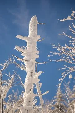 Snow Covered Tree Branches Against Clear Winter Sky Stock Photos