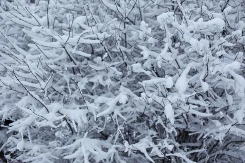 Snow-covered tree branches for the background Stock Photos
