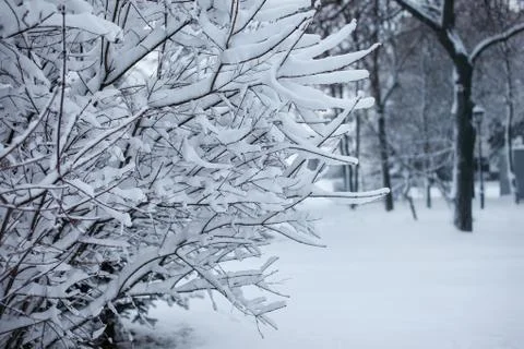 Snow-covered tree branches for the background Stock Photos