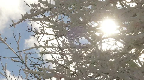 Snow covered tree branches on blue sky background Stock Footage 59515305