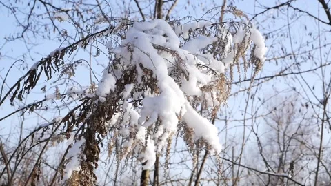 Snow covered tree branches on blue sunny sky background. Slow motion Stock Footage 259628520