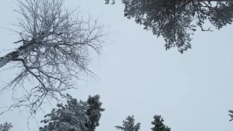 Snow covered tree branches. Bottom view Stock Footage 263317458