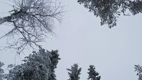 Snow covered tree branches. Bottom view Stock Footage 263317508