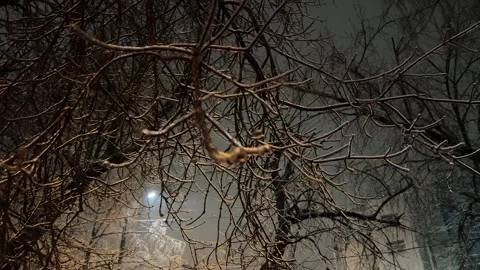 Snow-covered tree branches in the city in the evening under the falling snow Stock Footage 256176738
