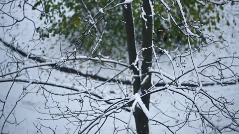 Snow covered tree branches in city environment during winter. Stock Footage 333254326