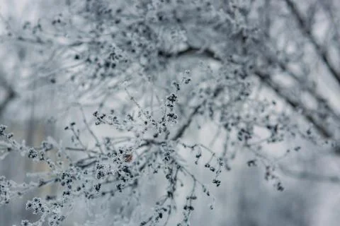 Snow Covered Tree Branches. Close Up. Winter 写真素材