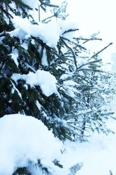 Snow-covered tree branches close-up. winter 库存照片