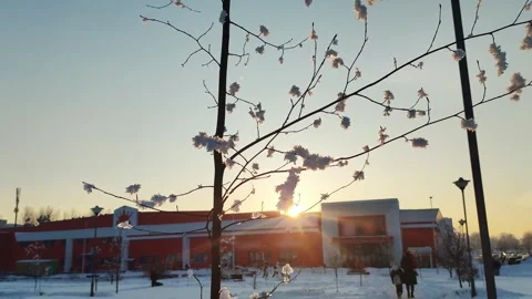 Snow covered tree branches creating intricate patterns, silhouetted against a 库存影片 341657280