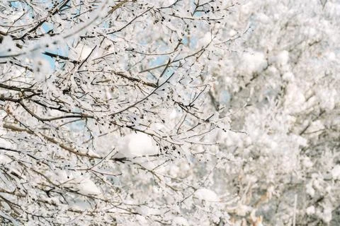 Snow-covered tree branches creating soft white winter woodland background 库存照片