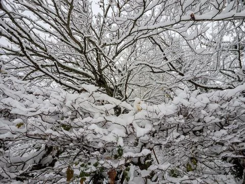 Snow Covered Tree Branches In Dense Winter Woodland Stock Photos