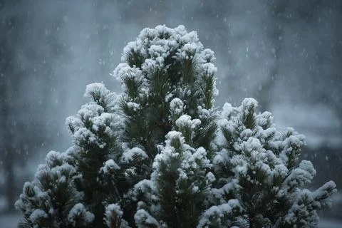 Snow-covered tree branches during a snowfall Stock Photos