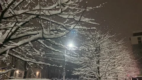Snow-covered tree branches in the evening, under the light of street lamps Stock Footage 231139283