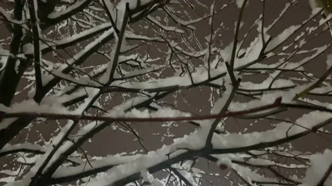 Snow-covered tree branches in the evening, under the light of street lamps Stock Footage 231378311