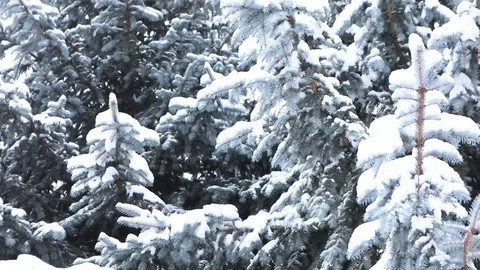 Snow-covered tree branches with falling snow in the foreground Stock-Footage 101017901