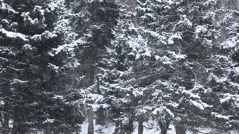Snow-covered tree branches with falling snow in the foreground Stock-Footage 101017915