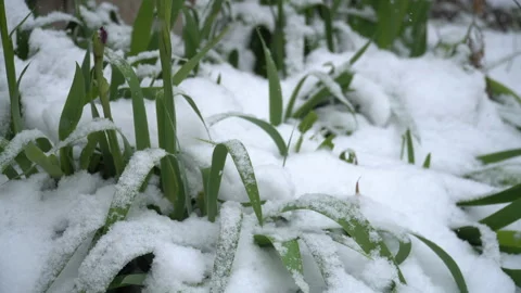 Snow-covered tree branches, flowers and plants Stock Footage 302732336