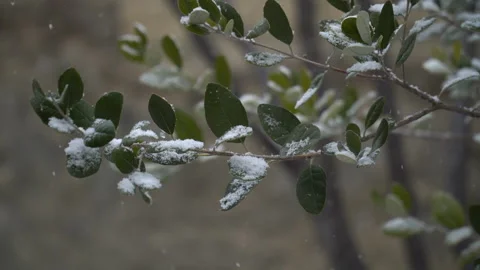 Snow-covered tree branches, flowers and plants Stock Footage 302732475