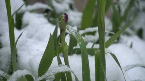 Snow-covered tree branches, flowers and plants Stock Footage 302732610
