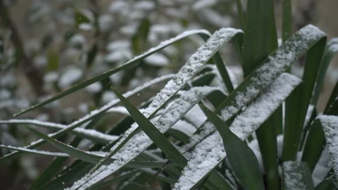 Snow-covered tree branches, flowers and plants Stock Footage 302732790