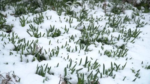 Snow-covered tree branches, flowers and plants Stock Footage 302732828