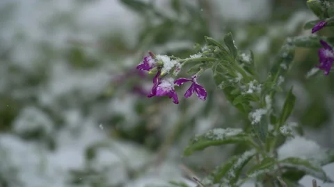 Snow-covered tree branches, flowers and plants Stock Footage 302733132