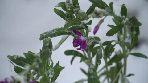 Snow-covered tree branches, flowers and plants Stock Footage 302733410