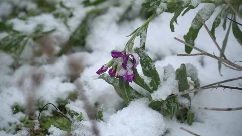 Snow-covered tree branches, flowers and plants Stock Footage 302733416