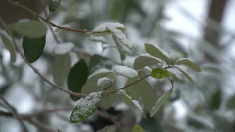 Snow-covered tree branches, flowers and plants Stock Footage 302733792
