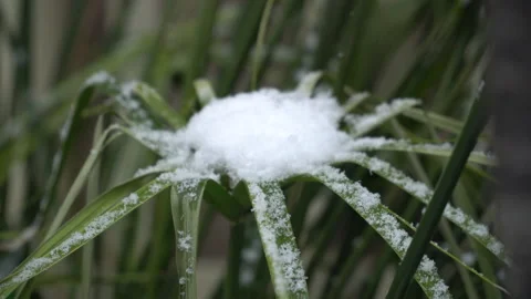 Snow-covered tree branches, flowers and plants Stock Footage 302733865