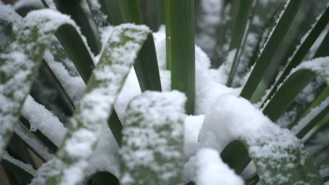 Snow-covered tree branches, flowers and plants Stock Footage 302734096