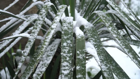 Snow-covered tree branches, flowers and plants Stock Footage 302734317