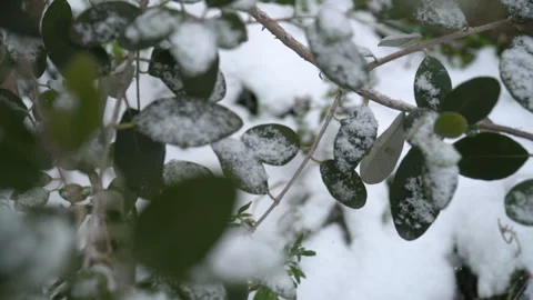 Snow-covered tree branches, flowers and plants Stock Footage 302734389
