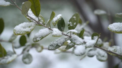 Snow-covered tree branches, flowers and plants Stock Footage 302734606