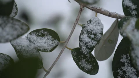 Snow-covered tree branches, flowers and plants Stock Footage 302734740