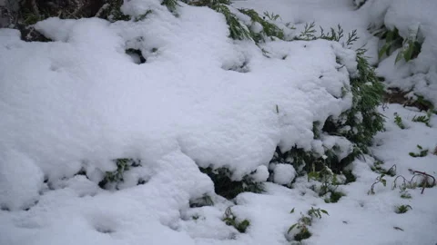 Snow-covered tree branches, flowers and plants Stock Footage 302734830