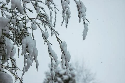 Snow-covered tree branches with fluffy winter snow Stock Photos