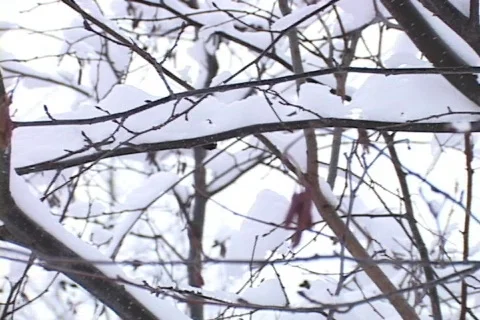 Snow-covered Tree Branches 動画素材 265294