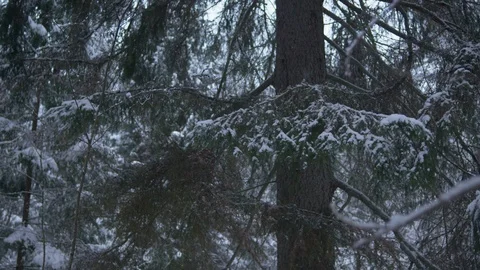Snow covered tree branches Stock Footage 102906857