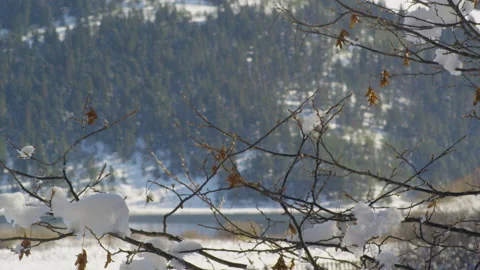 Snow-covered tree branches. Stock Footage 220945168