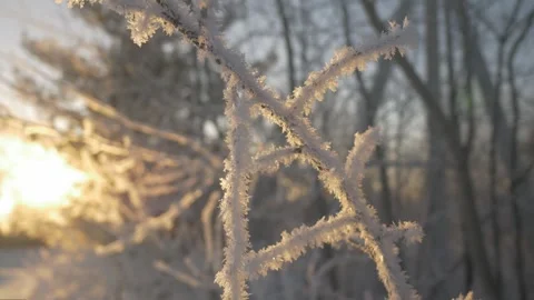 Snow-covered tree branches Stock Footage 274890819