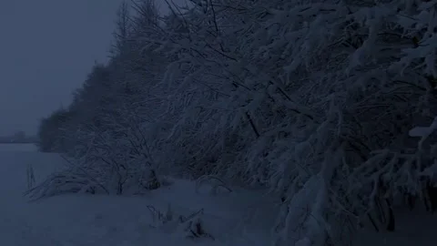 Snow-covered tree branches Stock Footage 316951865