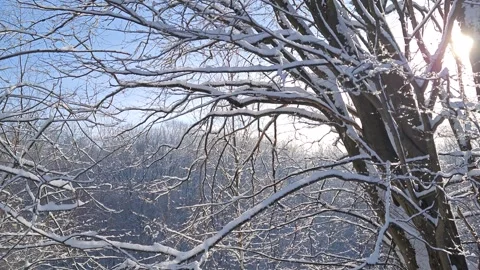 Snow-covered tree branches 스톡 동영상 327142415